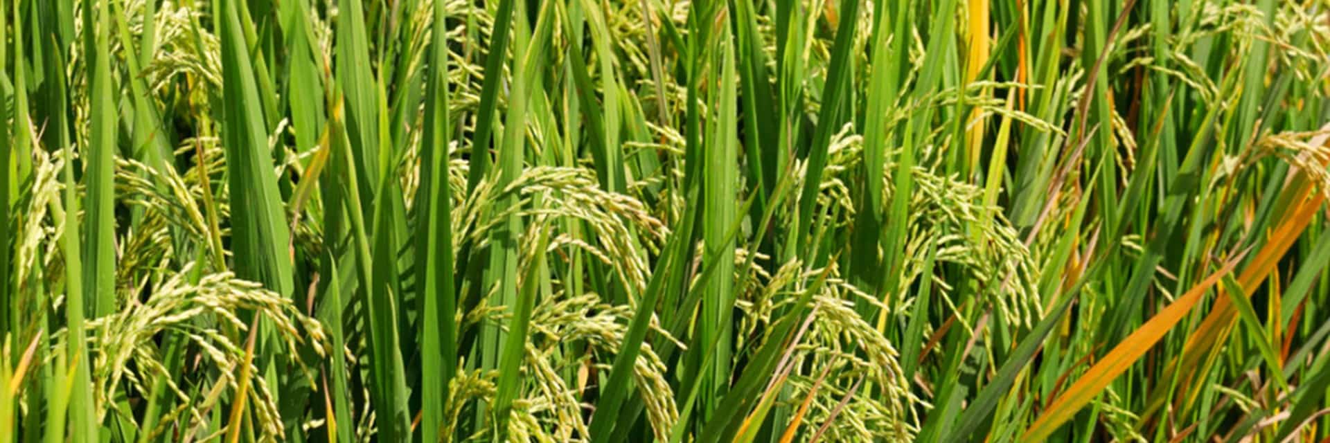 https://chcnav.com/uploads/rice-planting-precision-agriculture-chc-navigation.jpg